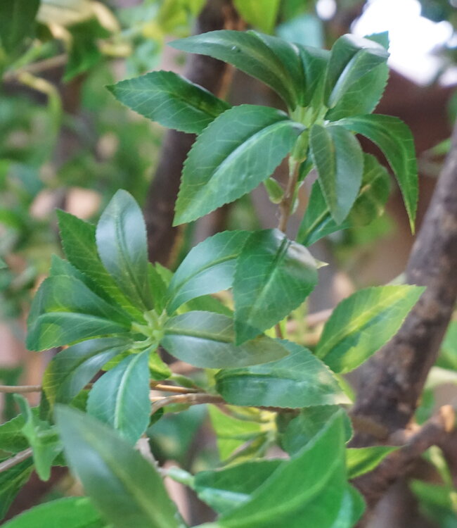 Rene Houtman Kunst Boom Enkianthus | H300 cm