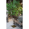 Kunst Boom Enkianthus | H300 cm