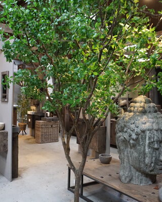 Rene Houtman Kunst Boom Enkianthus | H300 cm