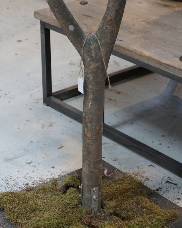 Rene Houtman Kunst Boom Enkianthus | H300 cm