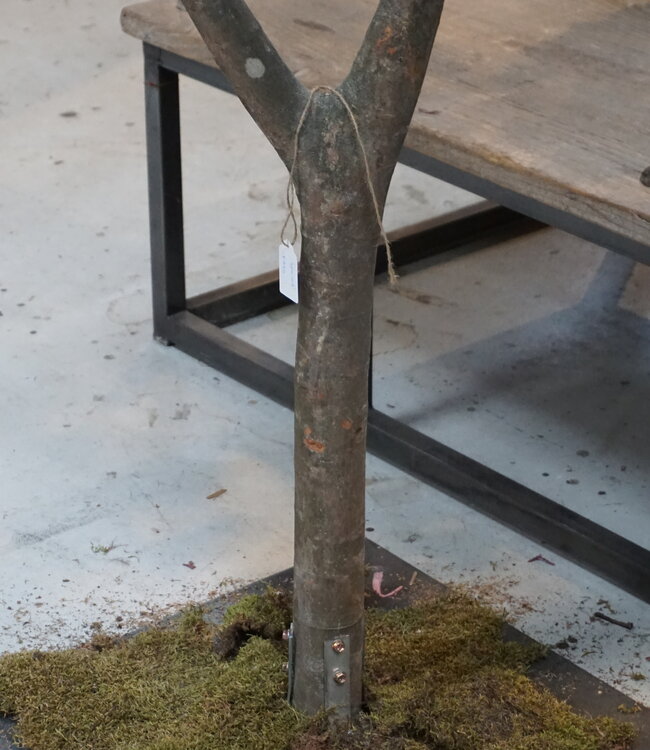 Rene Houtman Kunst Boom Enkianthus | H300 cm