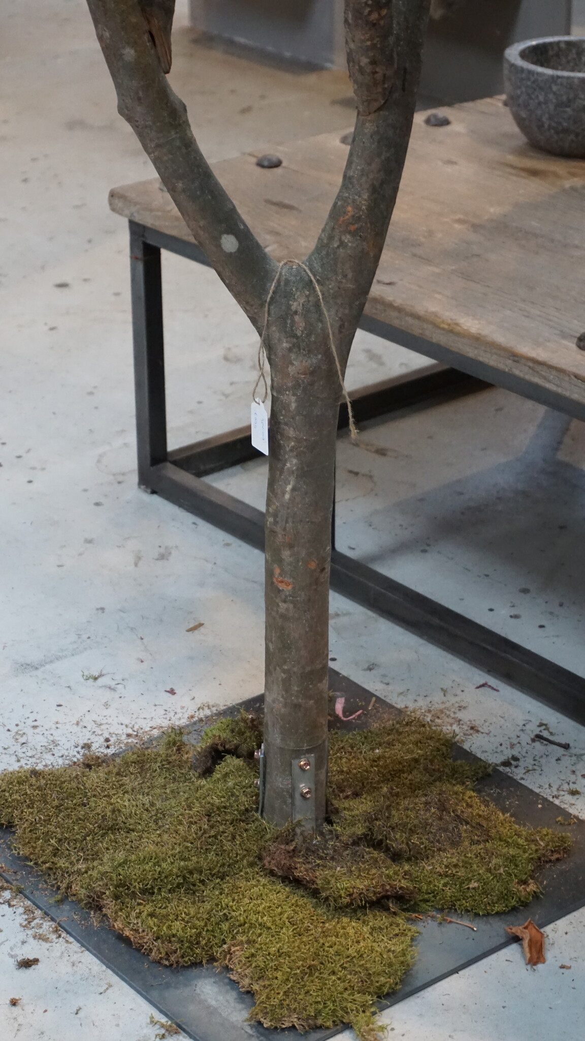Rene Houtman Kunst Boom Enkianthus | H300 cm