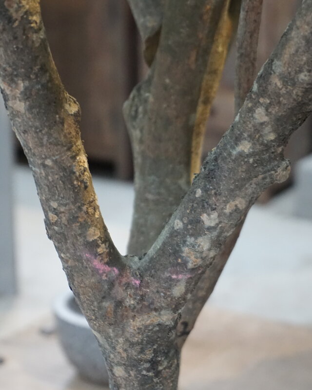 Rene Houtman Kunst Boom Enkianthus | H300 cm