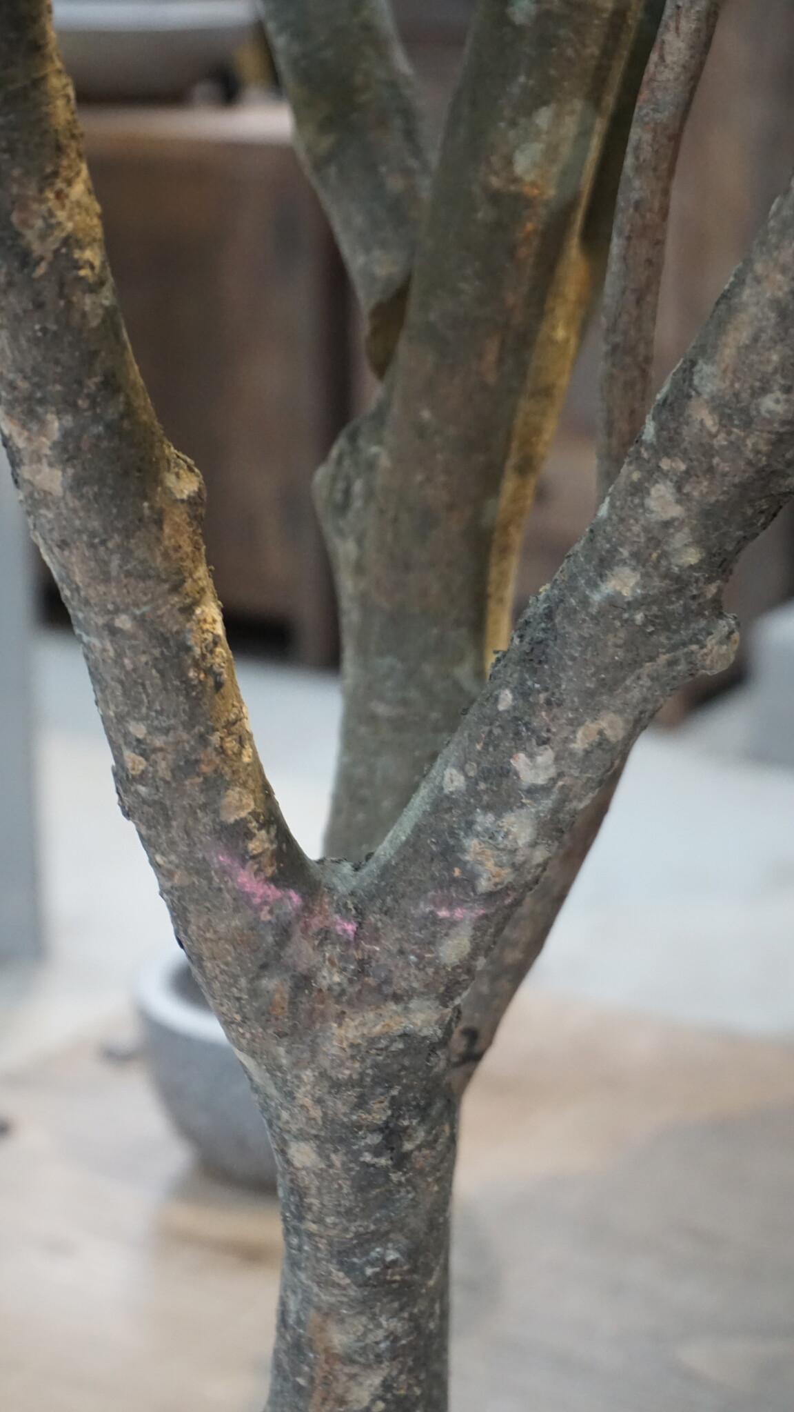 Rene Houtman Kunst Boom Enkianthus | H300 cm