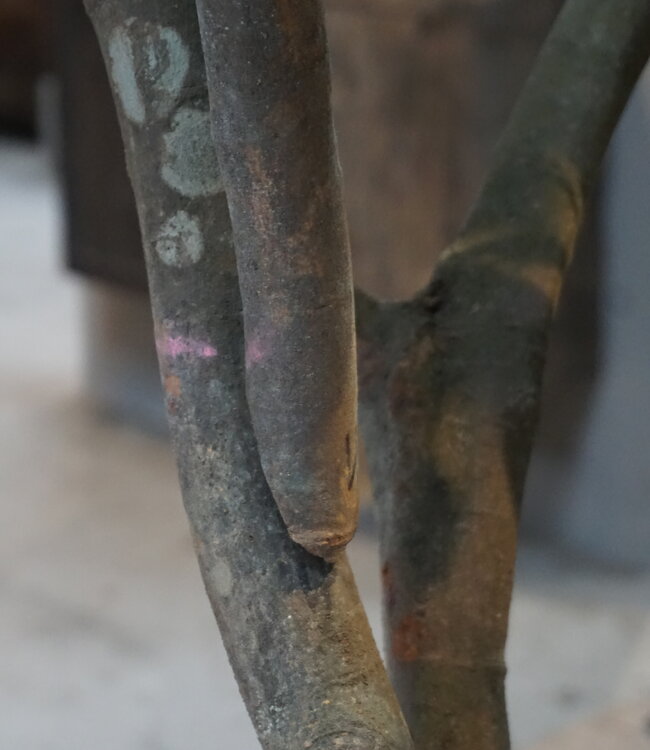 Rene Houtman Kunst Boom Enkianthus | H300 cm