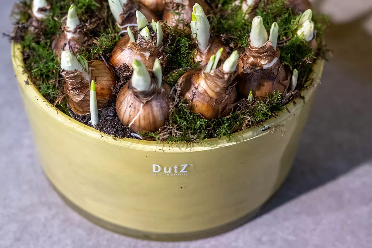 DutZ Kom Cilinder | Okergeel | H13 x D25 cm