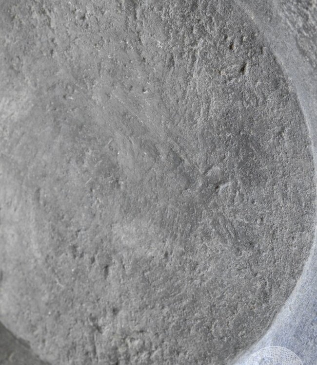 Be-Uniq Antieke Schaal Op Standaard | Marmer | H60 cm