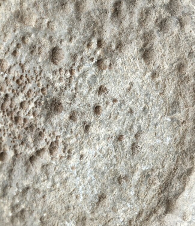 Be-Uniq Antieke Schaal Op Standaard | Marmer | H40 cm