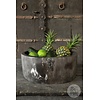 Schaal | Versteend Hout | Indonesie | H15 x B37 x D33 cm