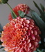 Brynxz Dahlia Kunstbloem | Oranje | L74 cm
