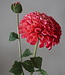 Brynxz Dahlia Kunstbloem | Roze | L74 cm