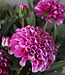 Brynxz Dahlia Kunstbloem | Paars | L74 cm
