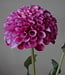 Brynxz Dahlia Kunstbloem | Paars | L74 cm