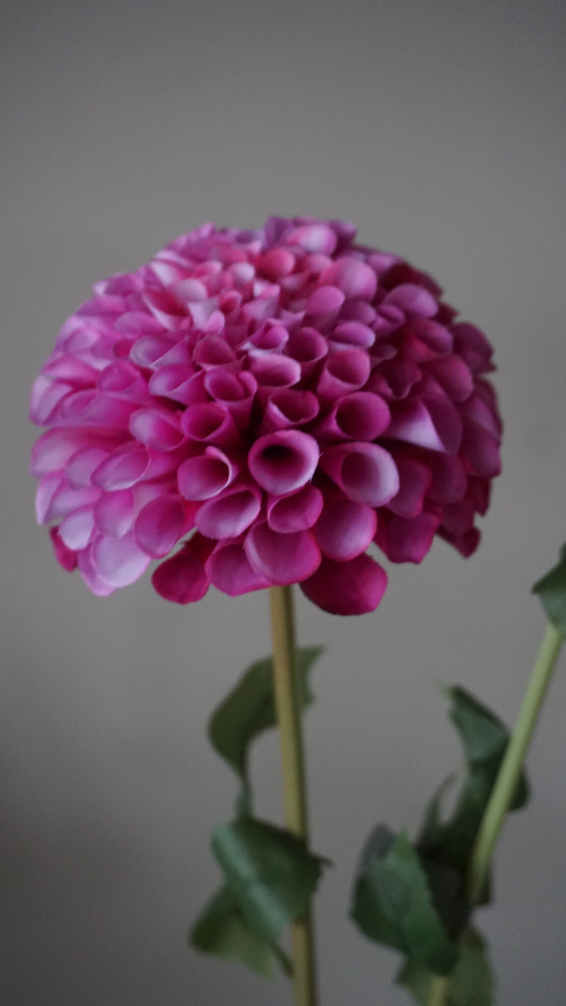 Brynxz Dahlia Kunstbloem | Paars | L74 cm