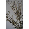 Lenteknoppen Kunstplant | Groen | L100 cm