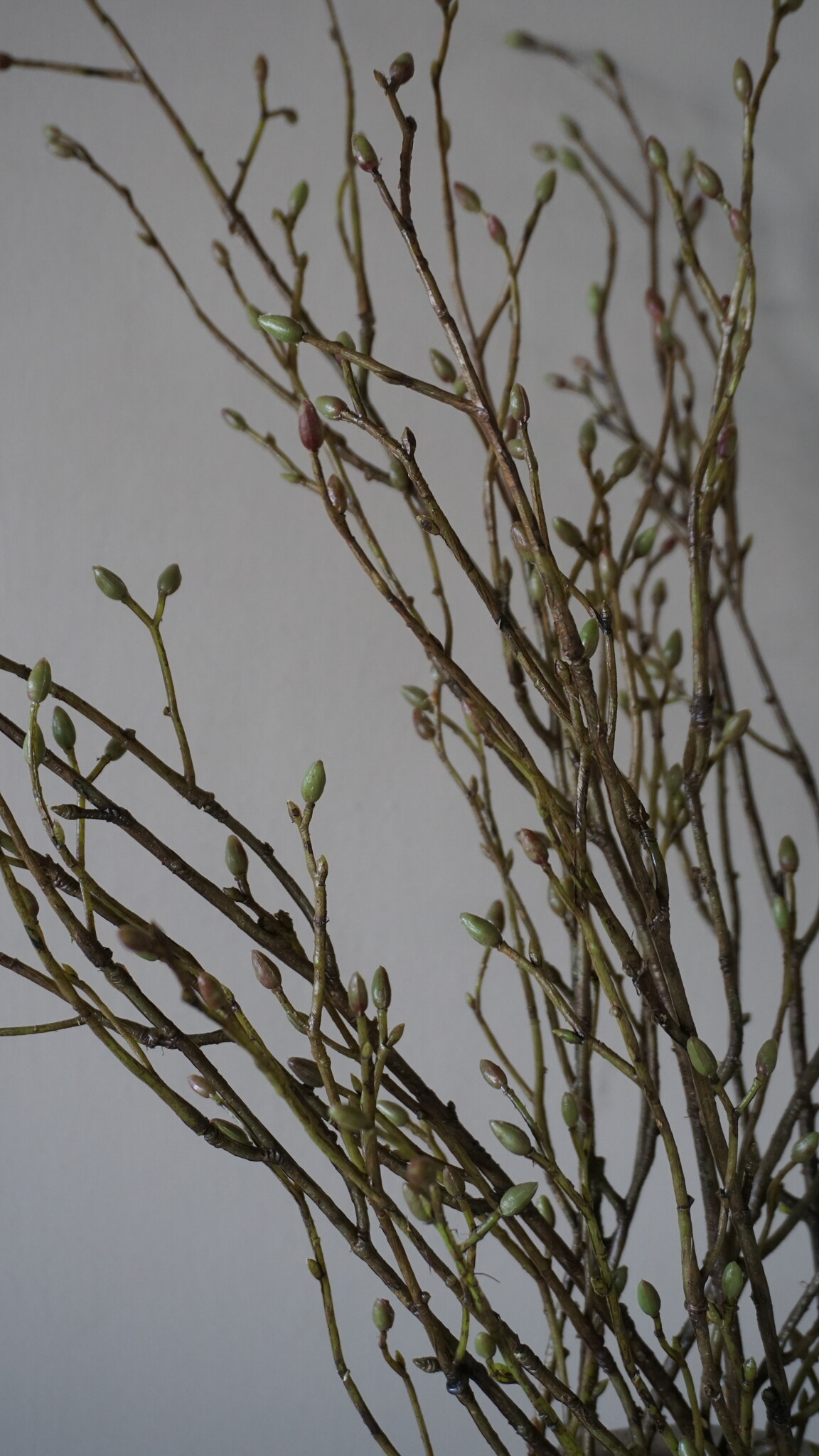 Brynxz Lenteknoppen Kunstplant | Groen | L100 cm