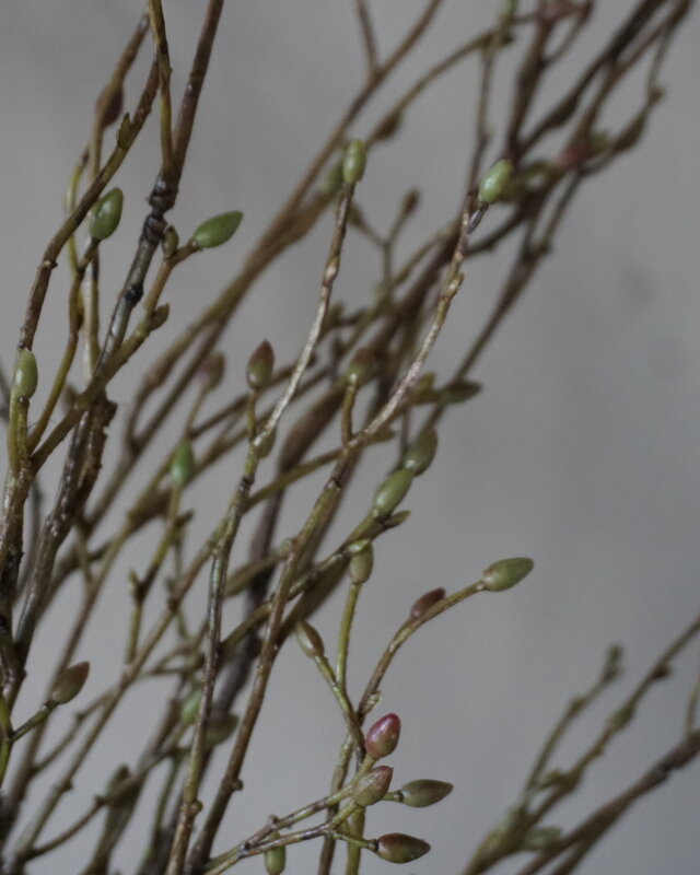 Brynxz Lenteknoppen Kunstplant | Groen | L100 cm