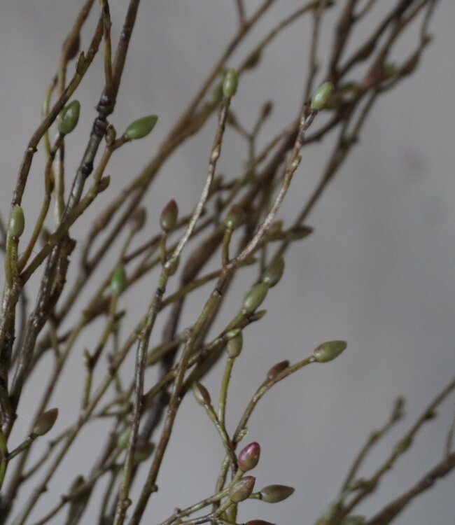 Brynxz Lenteknoppen Kunstplant | Groen | L100 cm