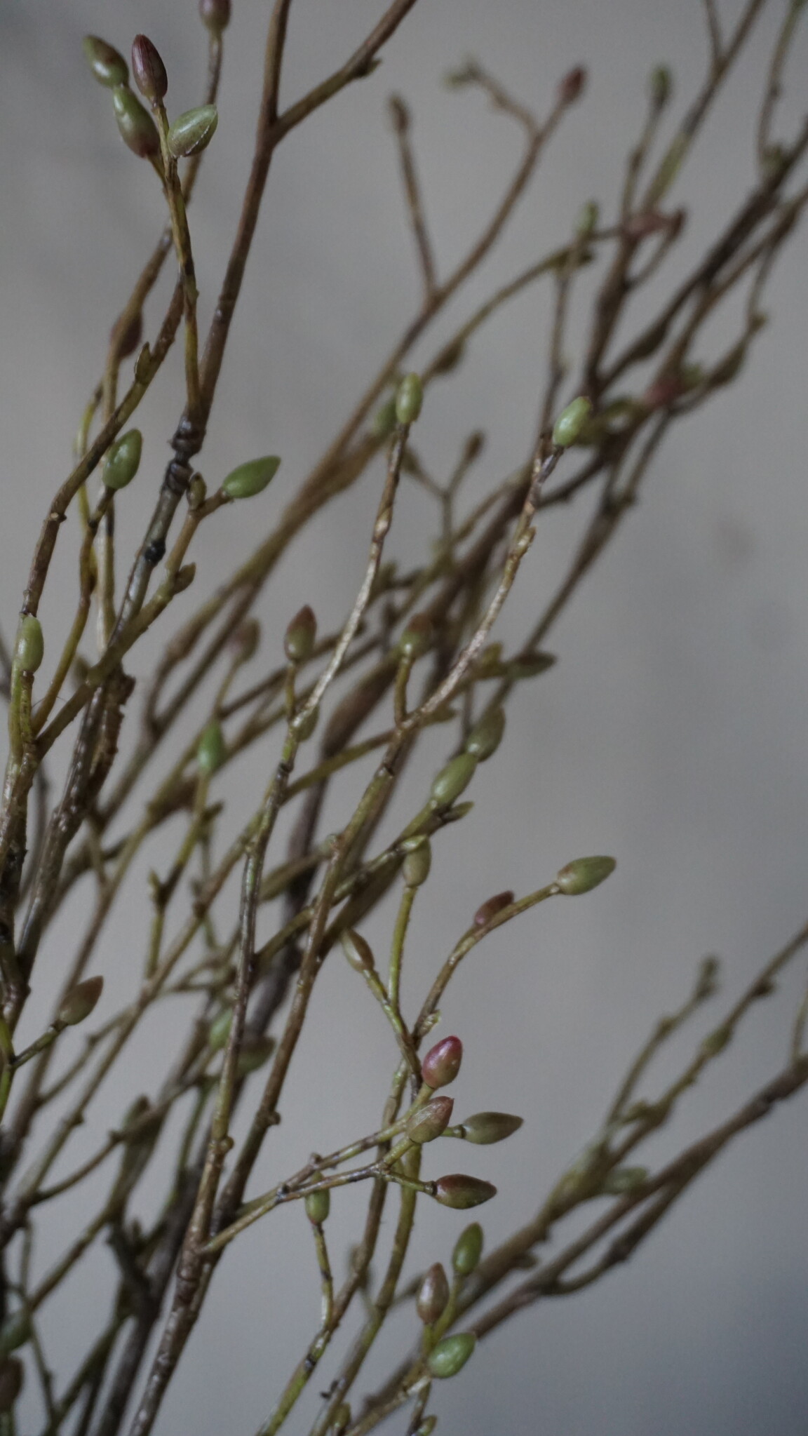Brynxz Lenteknoppen Kunstplant | Groen | L100 cm