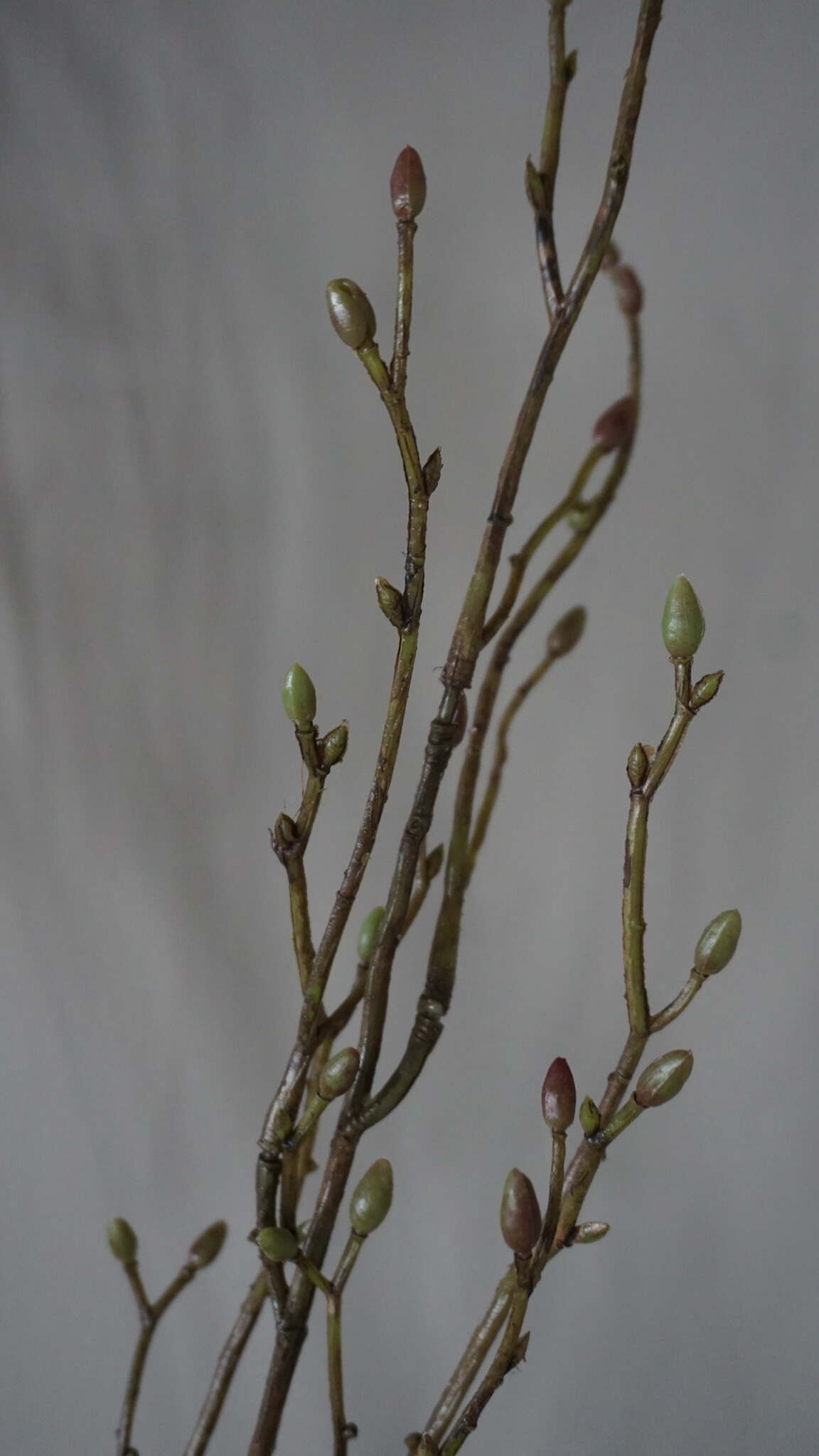 Brynxz Lenteknoppen Kunstplant | Groen | L100 cm