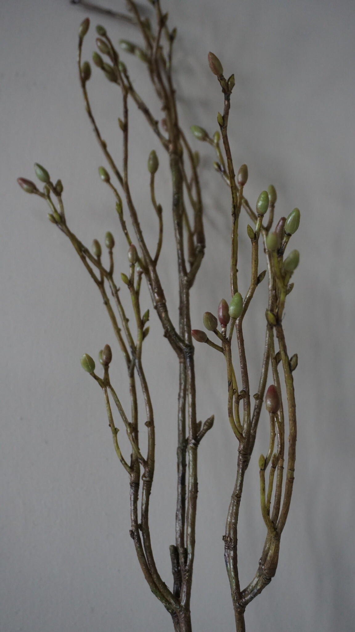 Brynxz Lenteknoppen Kunstplant | Groen | L100 cm