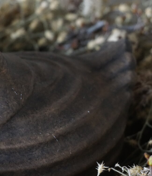 Brynxz Kip Met Strepen L | Steen | Majestic Brown