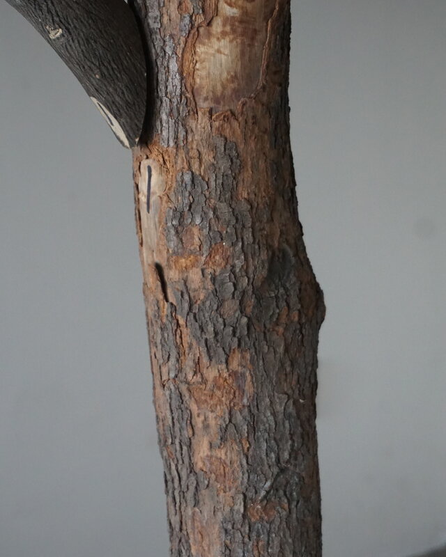Rene Houtman Kunst Olijfboom | Hout | H250 cm