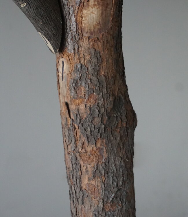 Rene Houtman Kunst Olijfboom | Hout | H250 cm