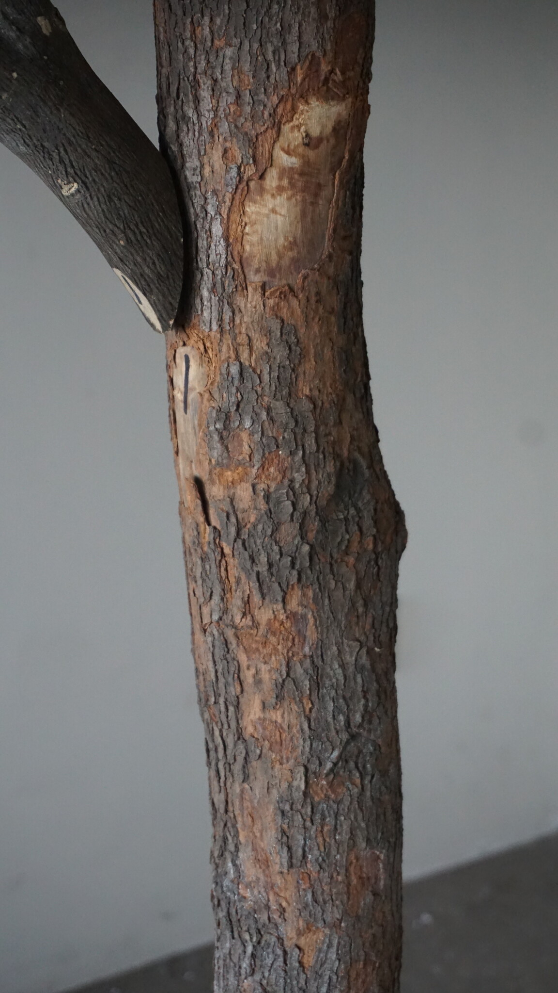 Rene Houtman Kunst Olijfboom | Hout | H250 cm