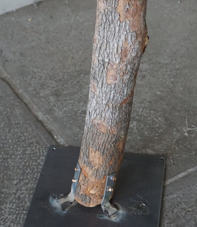 Rene Houtman Kunst Olijfboom | Hout | H250 cm