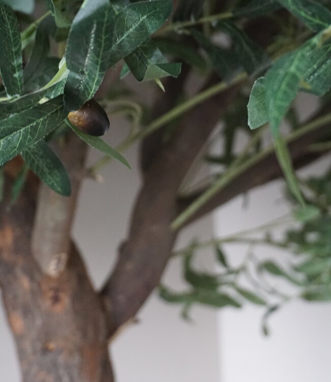 Rene Houtman Kunst Olijfboom | Hout | H250 cm