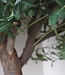 Rene Houtman Kunst Olijfboom | Hout | H250 cm