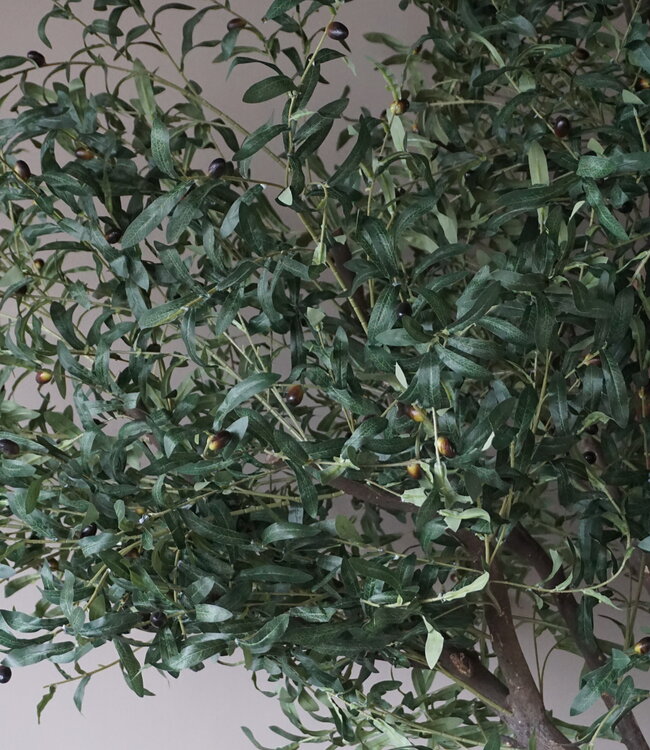 Rene Houtman Kunst Olijfboom | Hout | H250 cm