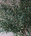 Rene Houtman Kunst Olijfboom | Hout | H250 cm