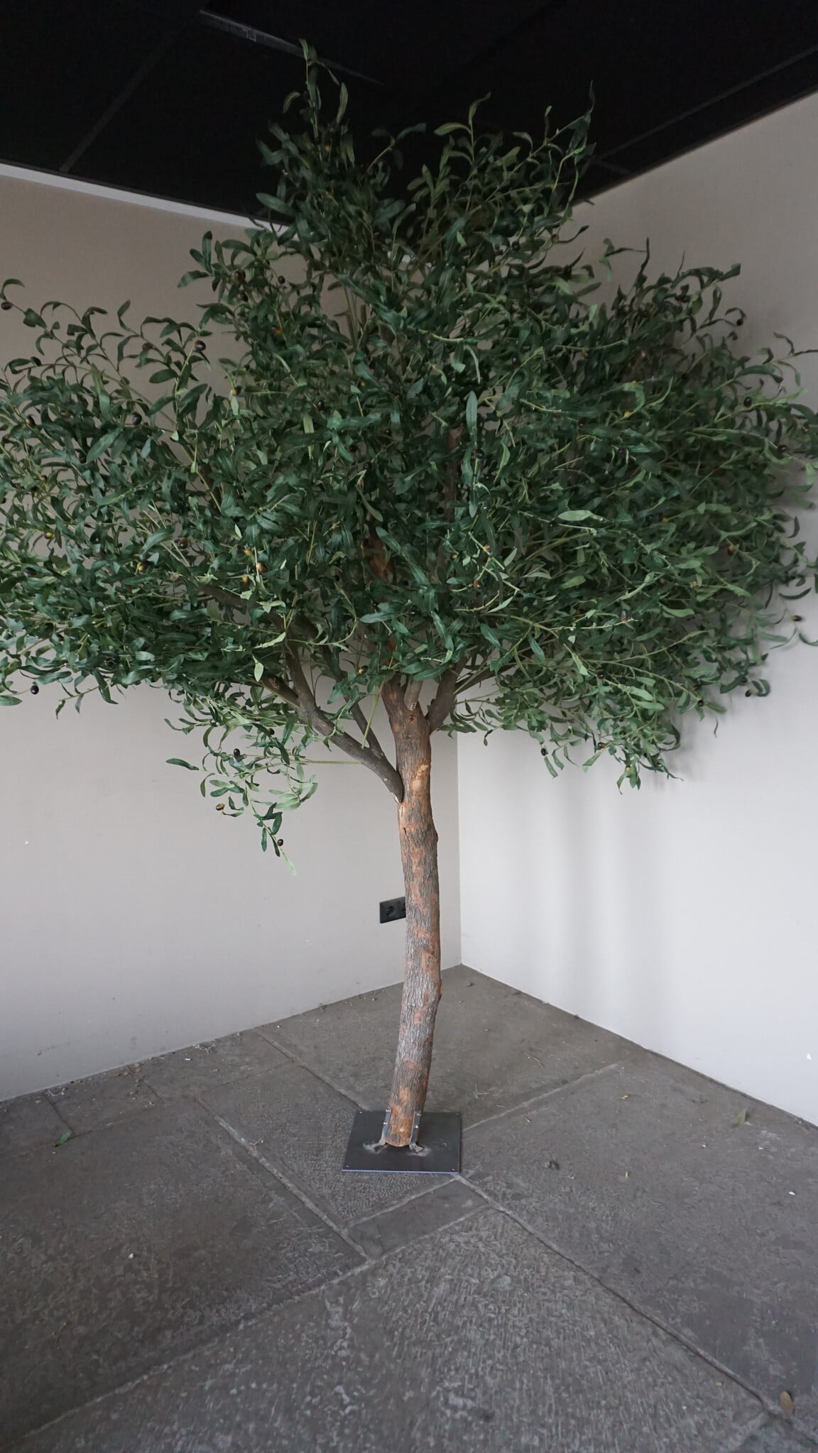 Rene Houtman Kunst Olijfboom | Hout | H250 cm
