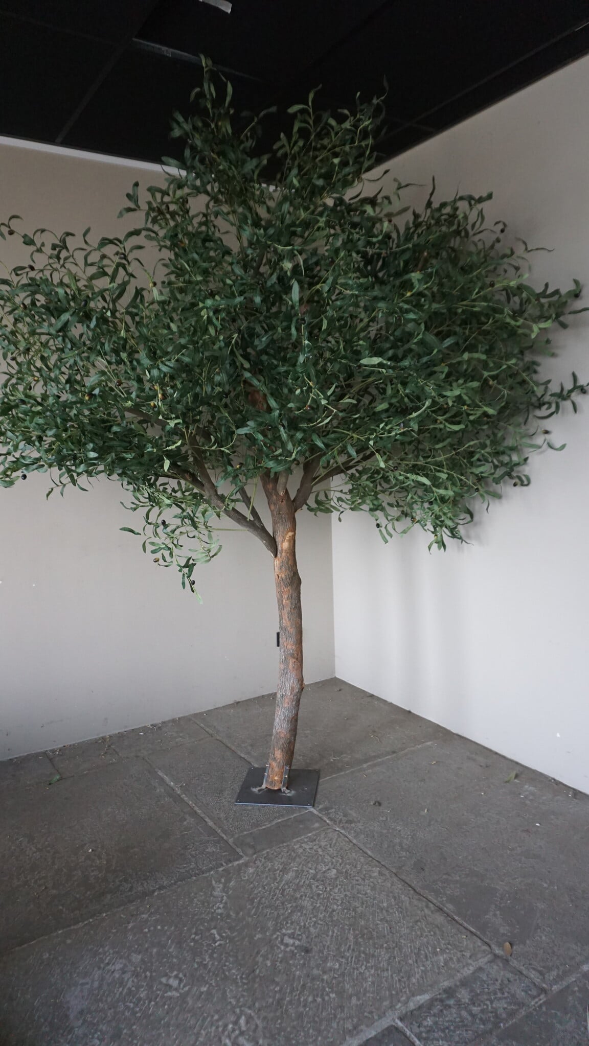 Rene Houtman Kunst Olijfboom | Hout | H250 cm