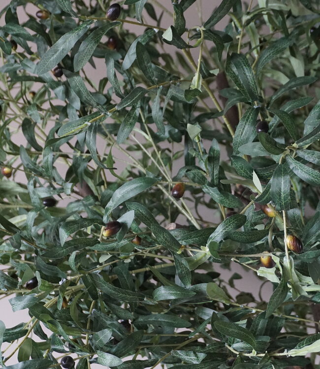 Rene Houtman Kunst Olijfboom | Hout | H250 cm