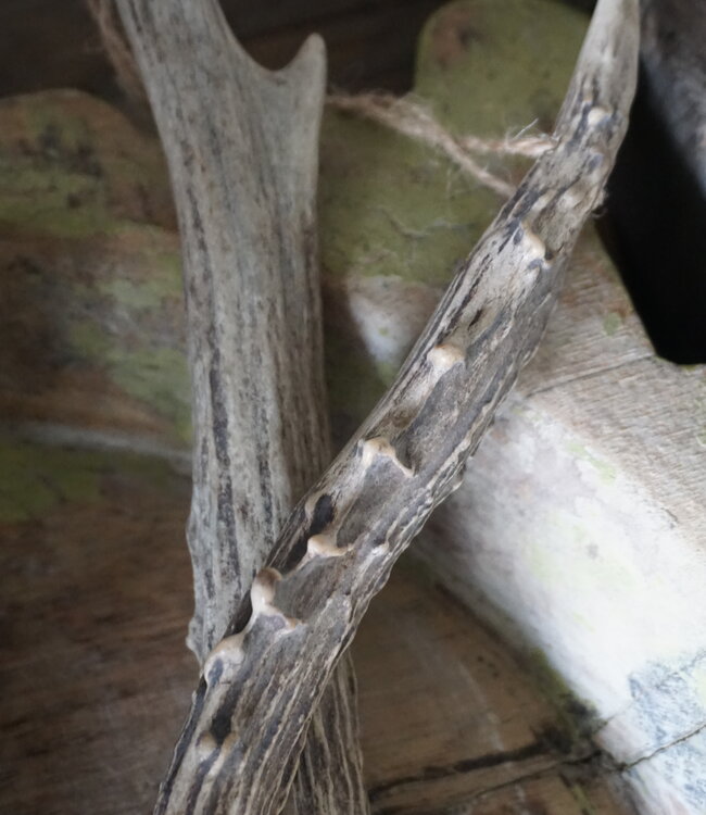 Be-Uniq Chinese Kwast Gewei | L34 cm