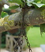 Rene Houtman Vogelbad Schaal Hangend Aan Ketting L48 x B27 Cm