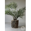 Plantenbak Boomstam | India | H47xB47xD49 cm