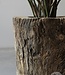 Be-Uniq Plantenbak Boomstam | India | H47xB47xD49 cm