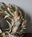 Rene Houtman Krans Harvest | Naturel | D20 cm