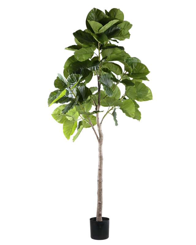 PTMD Boom Groene ficusboom in pot L