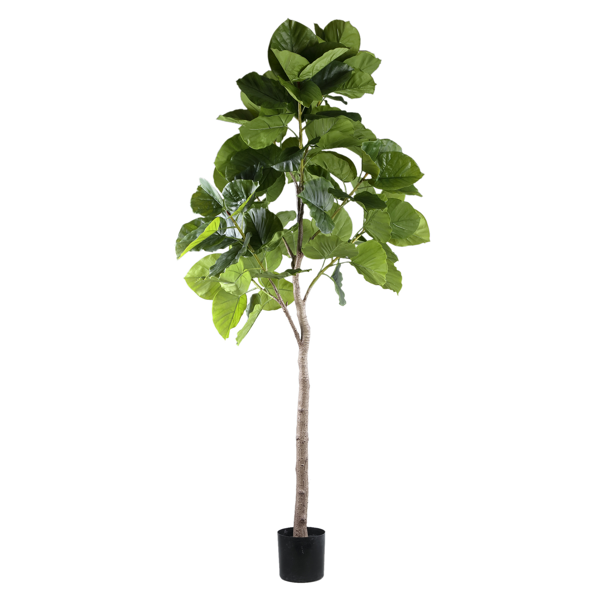PTMD Boom Groene ficusboom in pot L