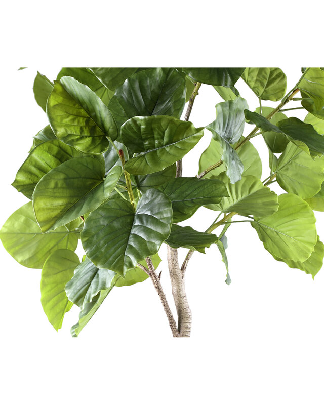 PTMD Boom Groene ficusboom in pot L