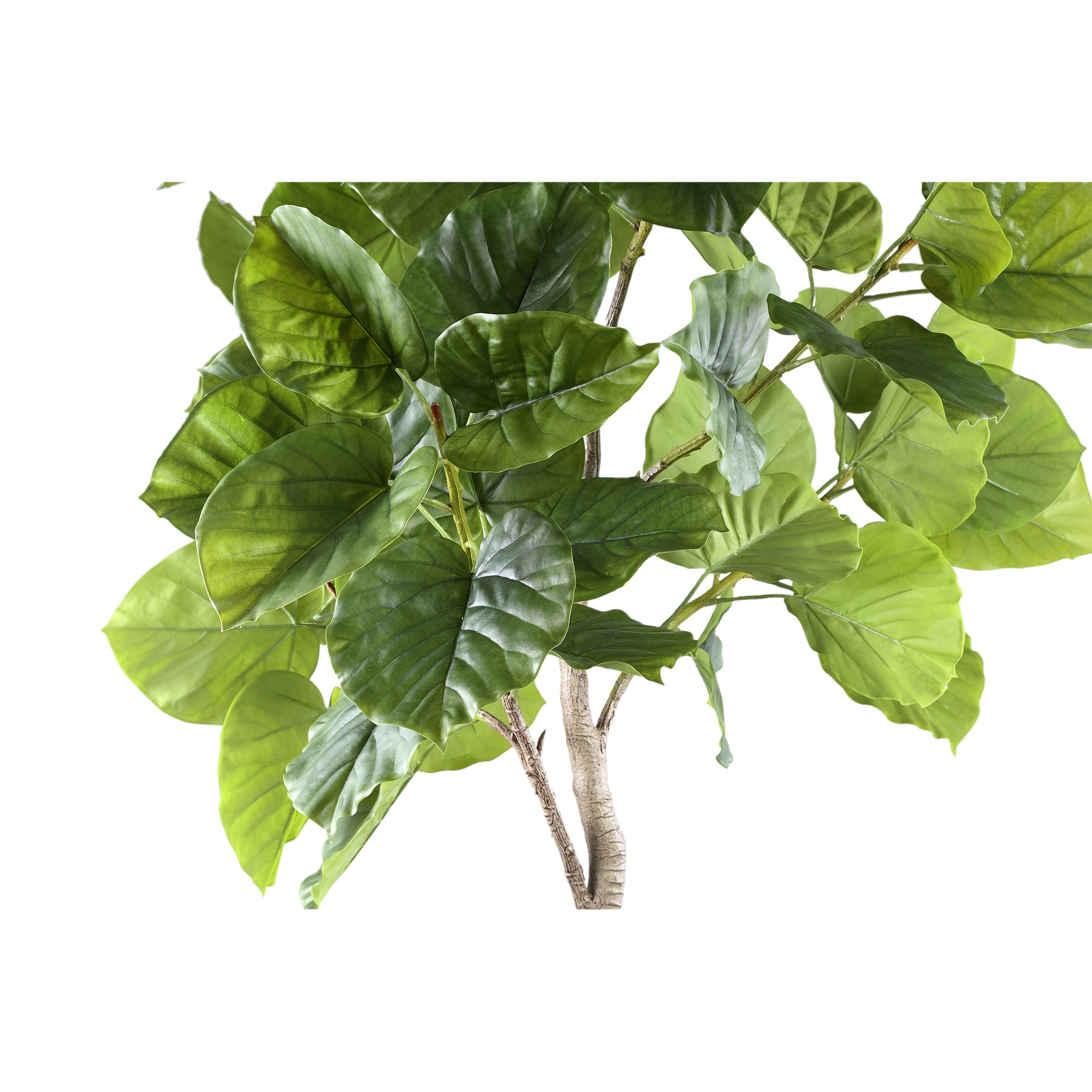 PTMD Boom Groene ficusboom in pot L