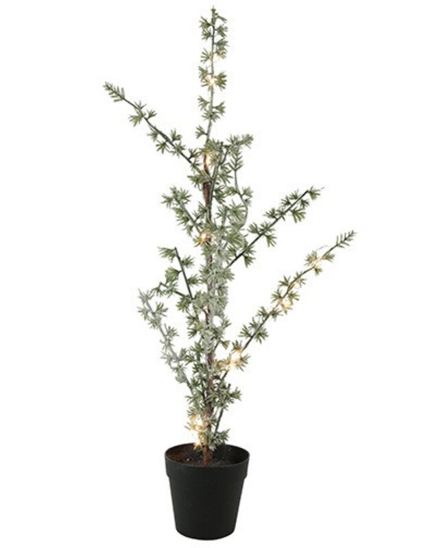 Rene Houtman Kerstboom Larix Groen - 2 Maten
