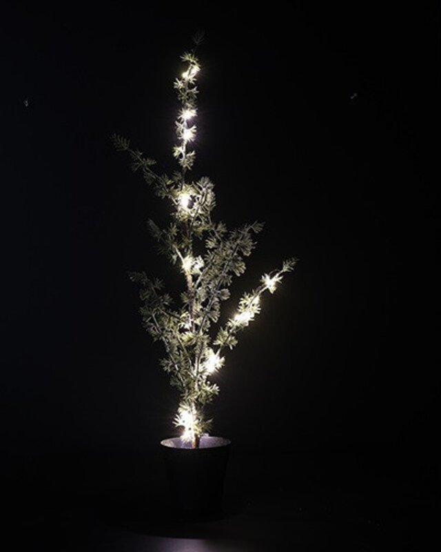 Rene Houtman Kerstboom Larix Groen - 2 Maten