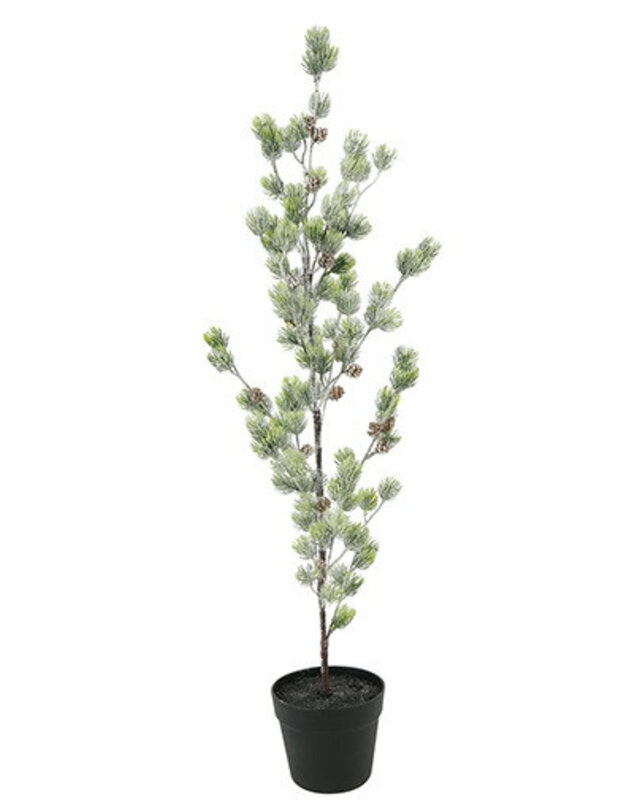 Rene Houtman Kerstboom Laro Robusta Groen - 3 Maten