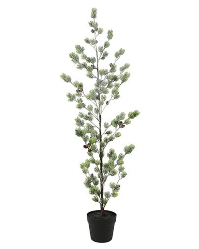 Rene Houtman Kerstboom Laro Robusta Groen - 3 Maten